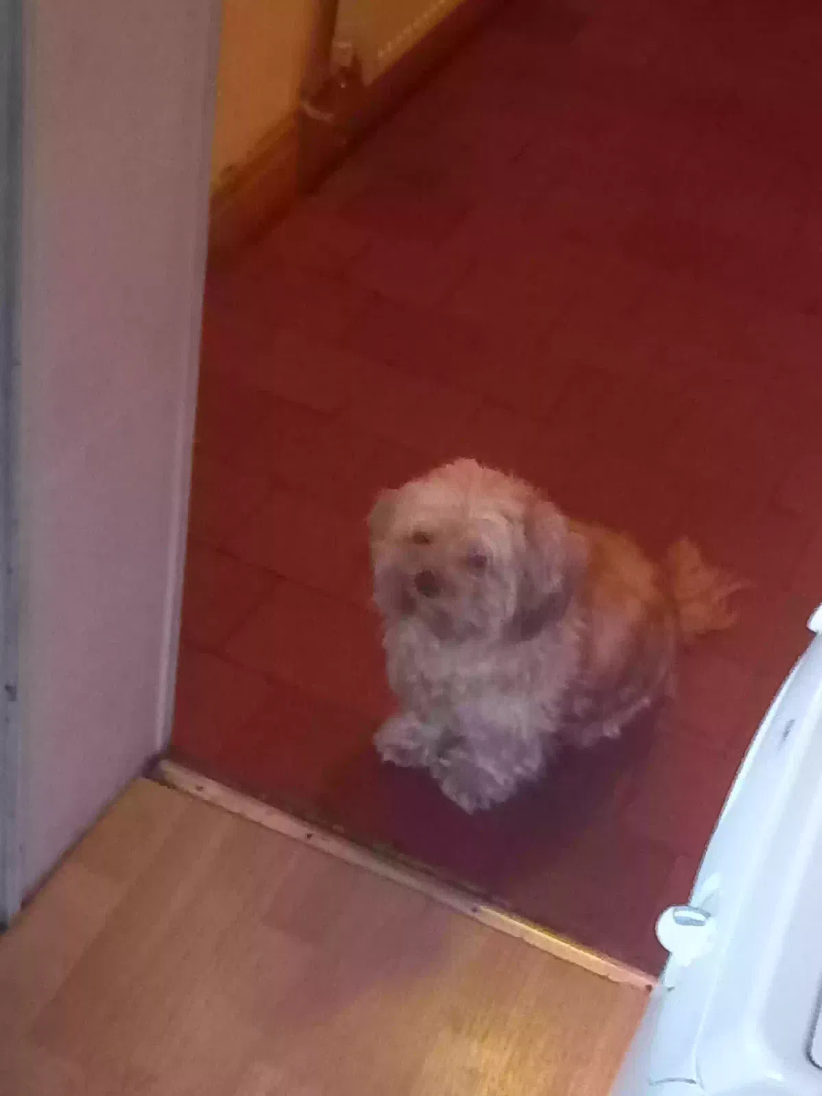 Dog, Shih tzu cross Dog for adoption in Birmingham, England