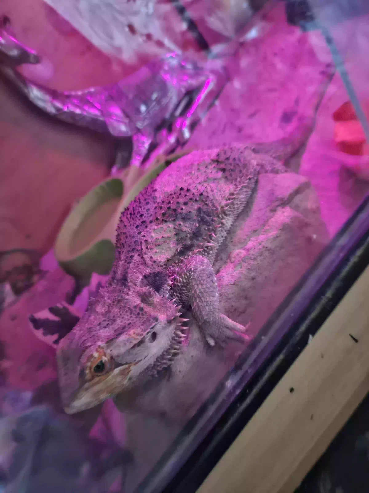 Reptile, Unknown Reptile for adoption in Durham, England