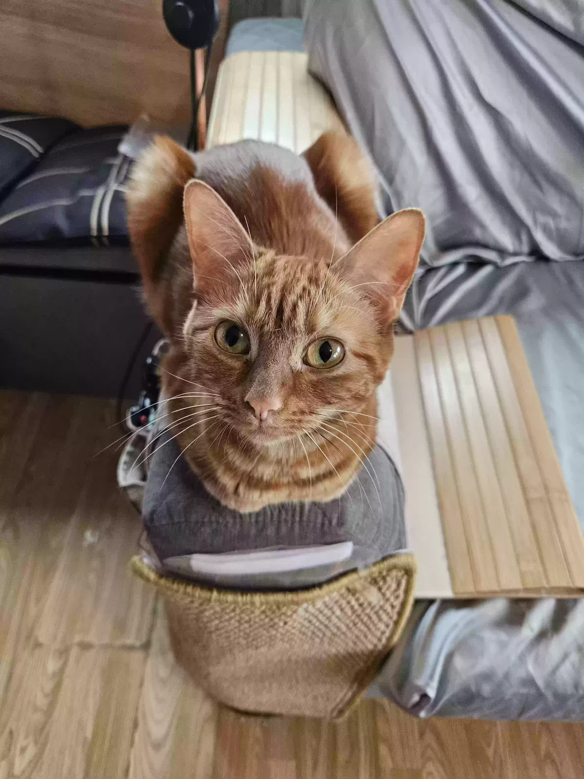 Tiger-Lilly, Unknown Cat for adoption in London, England