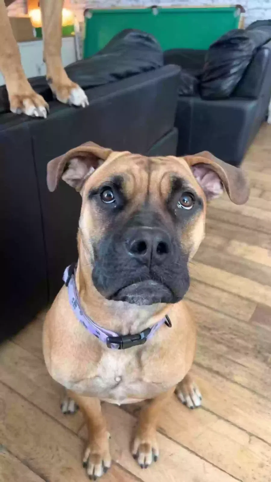 Luna, Boerboel Dog for adoption in Manchester, England