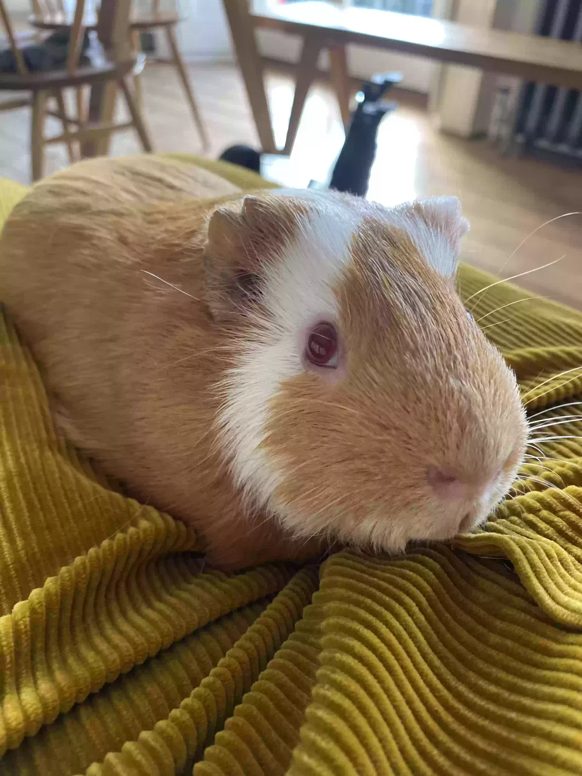 Pumpkin, Unknown Pet for adoption in London, England