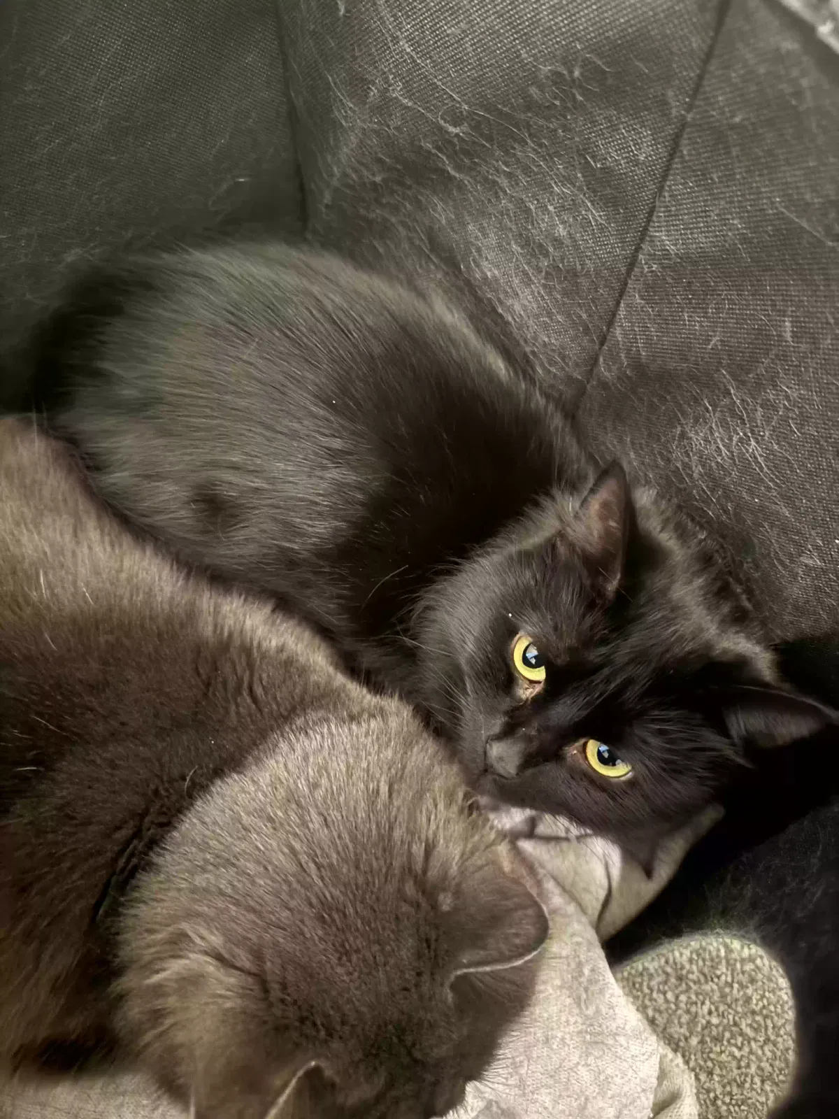 Fluffy, Unknown Cat for adoption in London, England