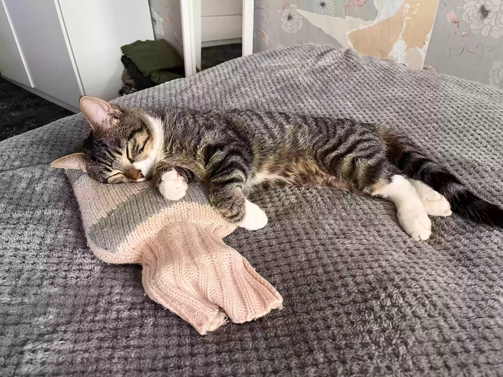 Miles, Tri-colour Cat for adoption in Southampton, England