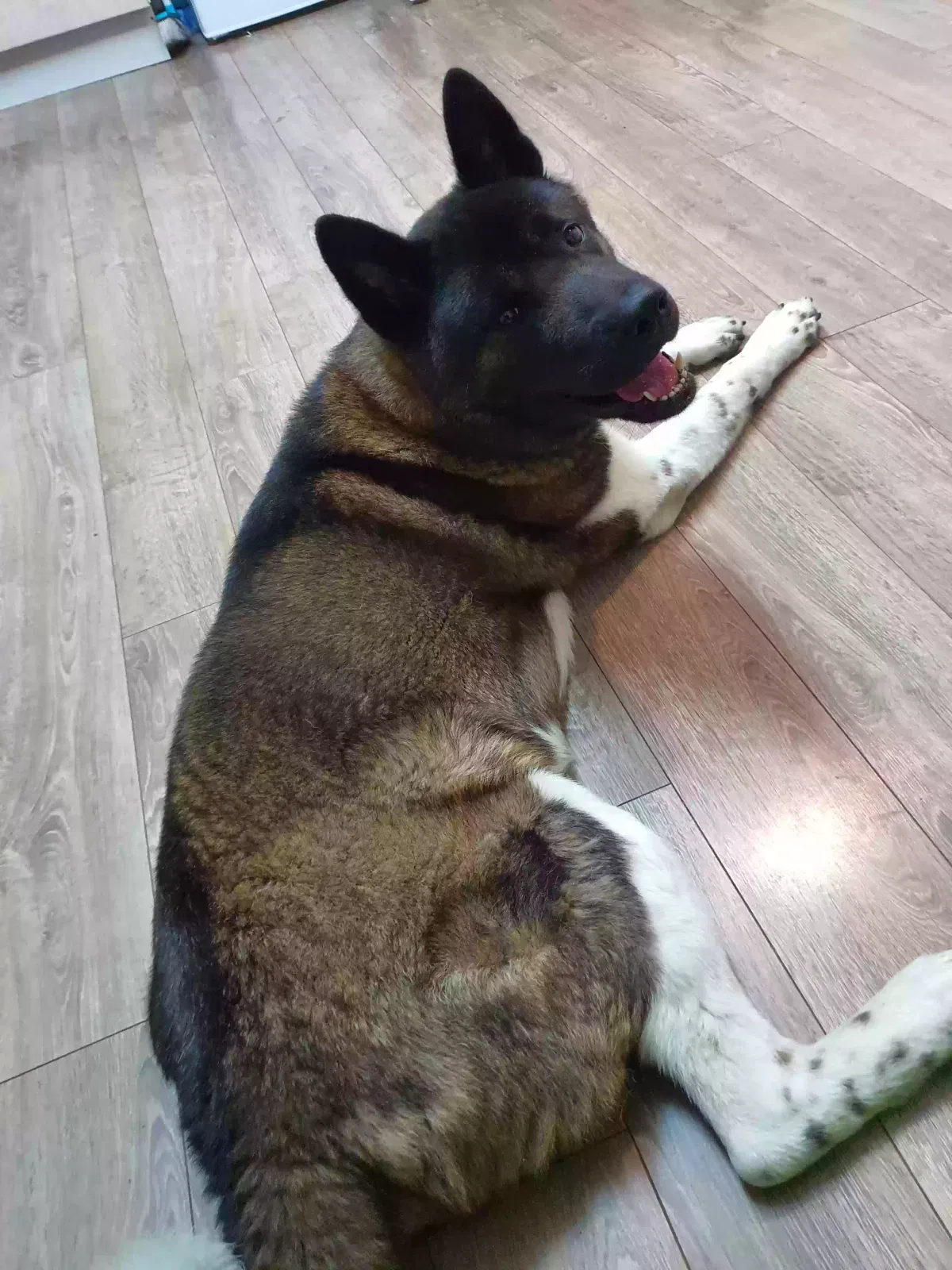 Bear, Akita Dog for adoption in Aberdeen, Scotland