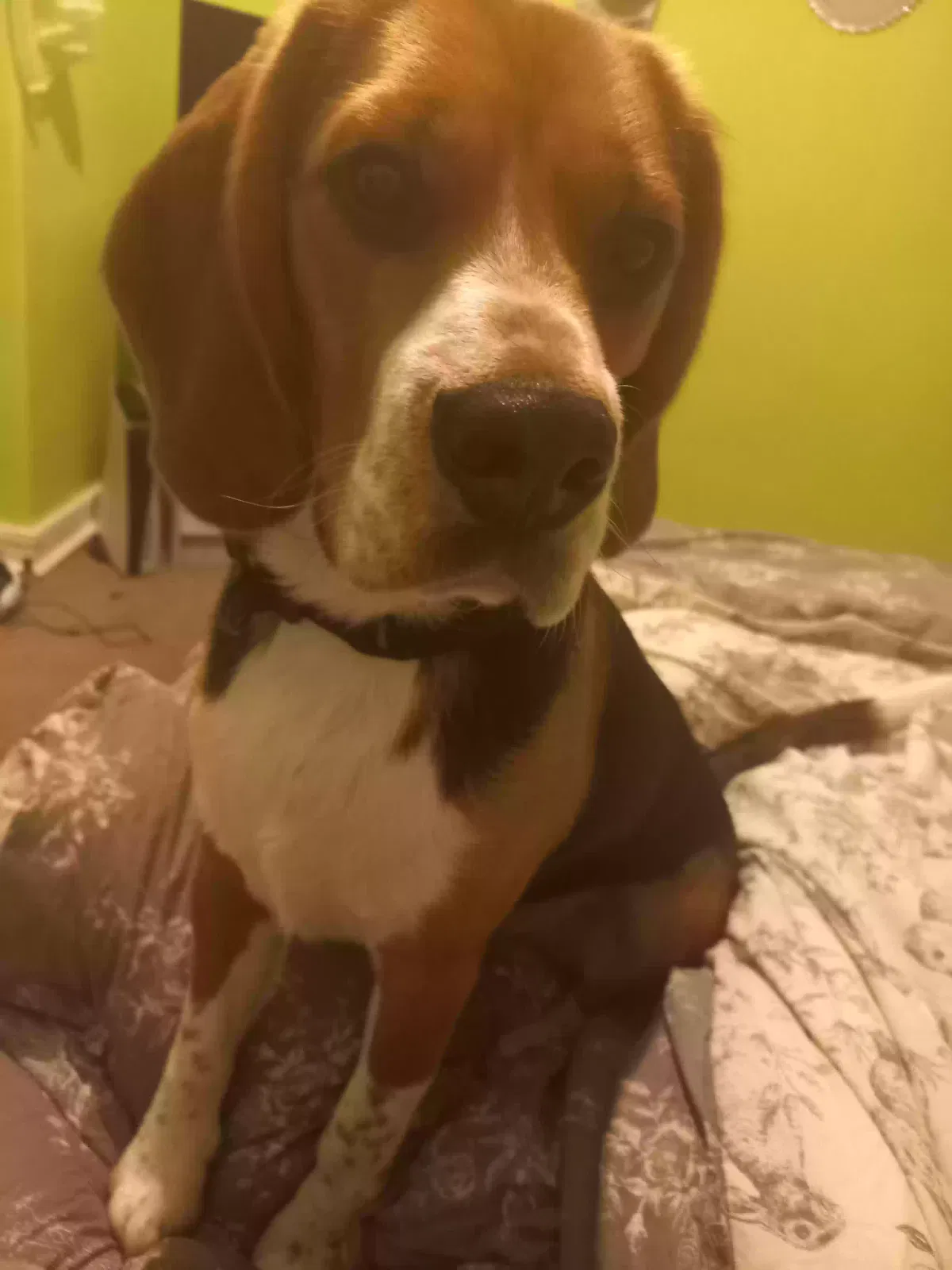 Buddy, Beagle Dog for adoption in Glasgow, Scotland