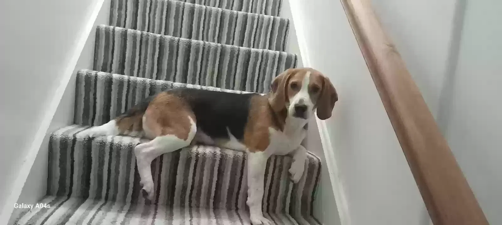 Milo, Beagle Dog for adoption in Armagh, Northern Ireland