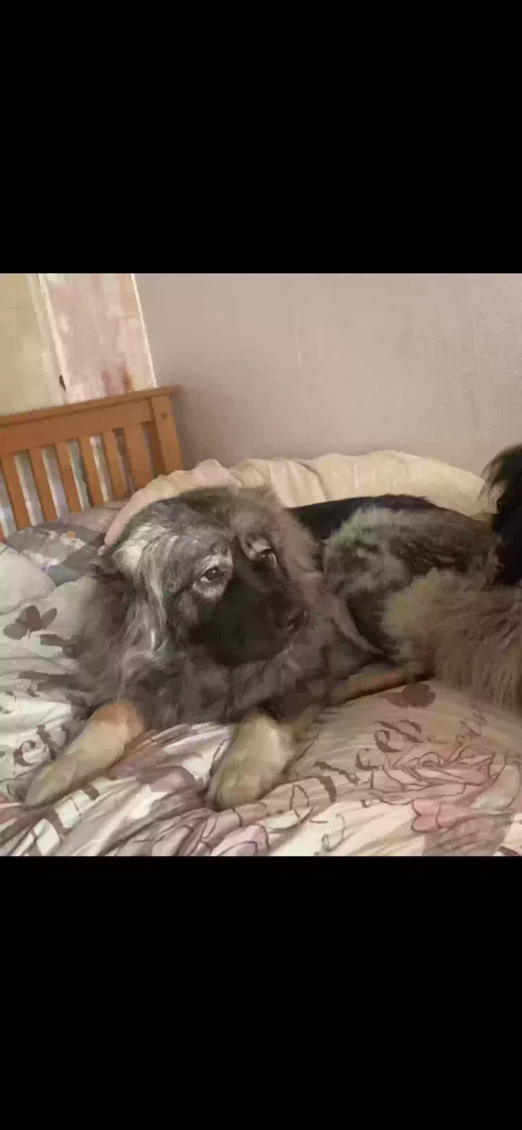 Keira, Caucasian shepherd Dog for adoption in Chelmsford, England