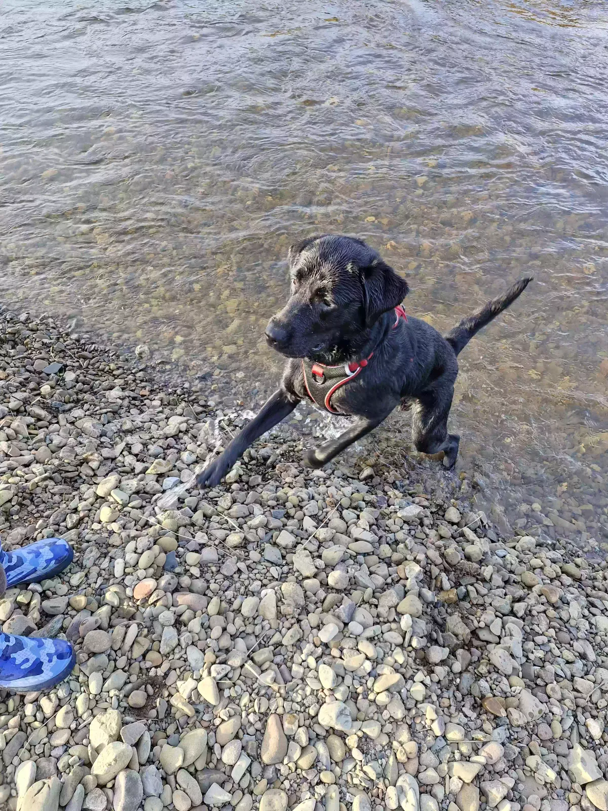 Digsy, Labrador Dog for adoption in Glasgow, Scotland