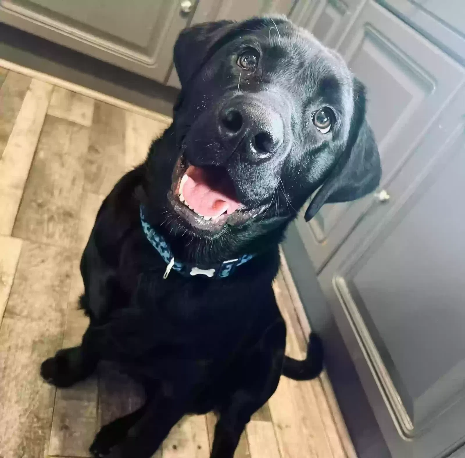 Ollie, Labrador Dog for adoption in Wolverhampton, England