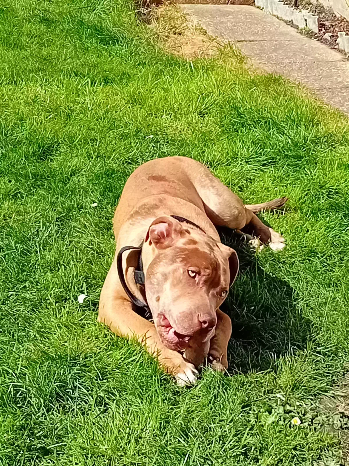 Diesel, Mastiff cross Dog for adoption in London, England