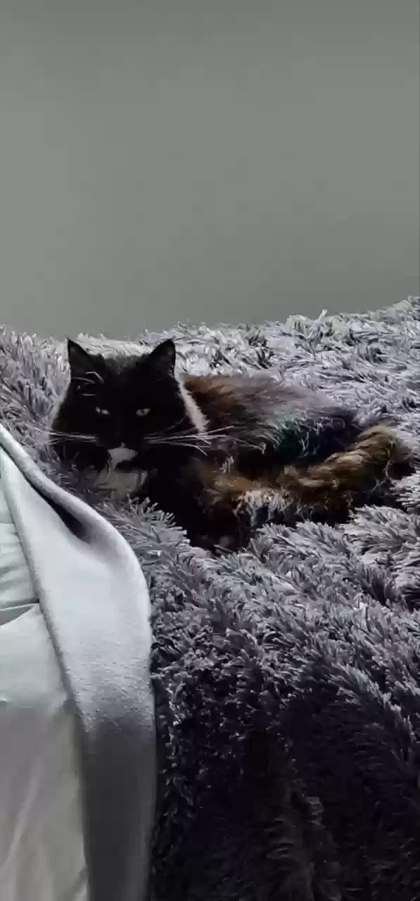 Olivera, Ragdoll Cat for adoption in Cardiff, Wales