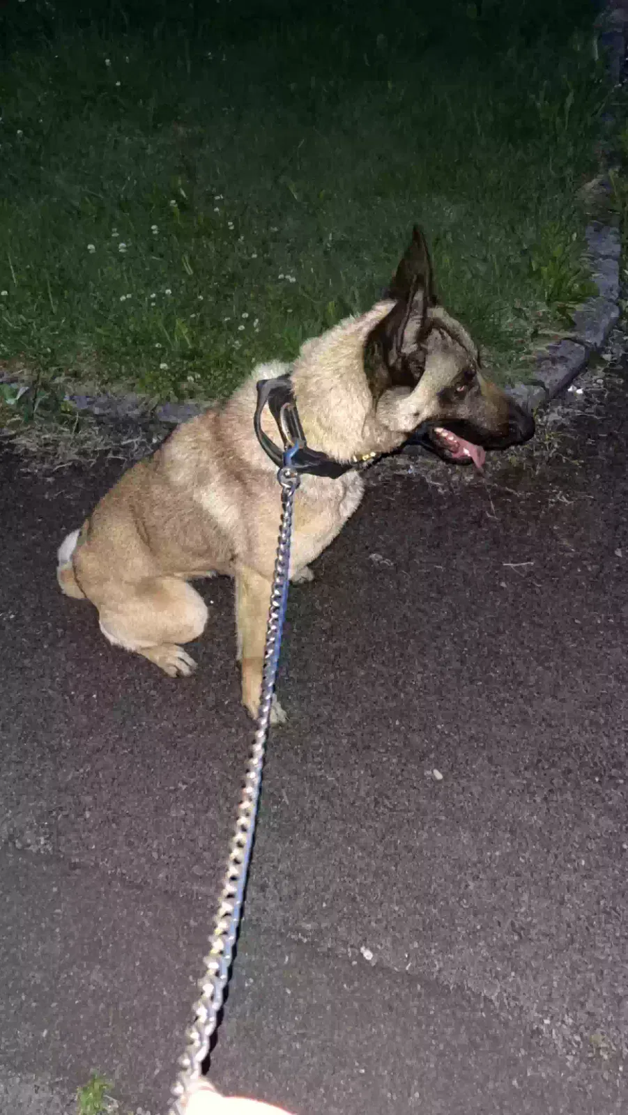 Kiara, Belgian malinois Dog for adoption in Manchester, England