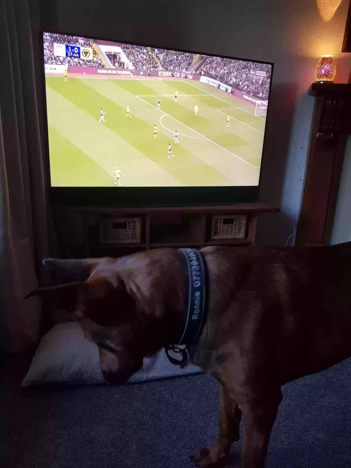 Ronnie, Cross Great Dane German Shepherd Rottweiler Dog for adoption in Derby, England