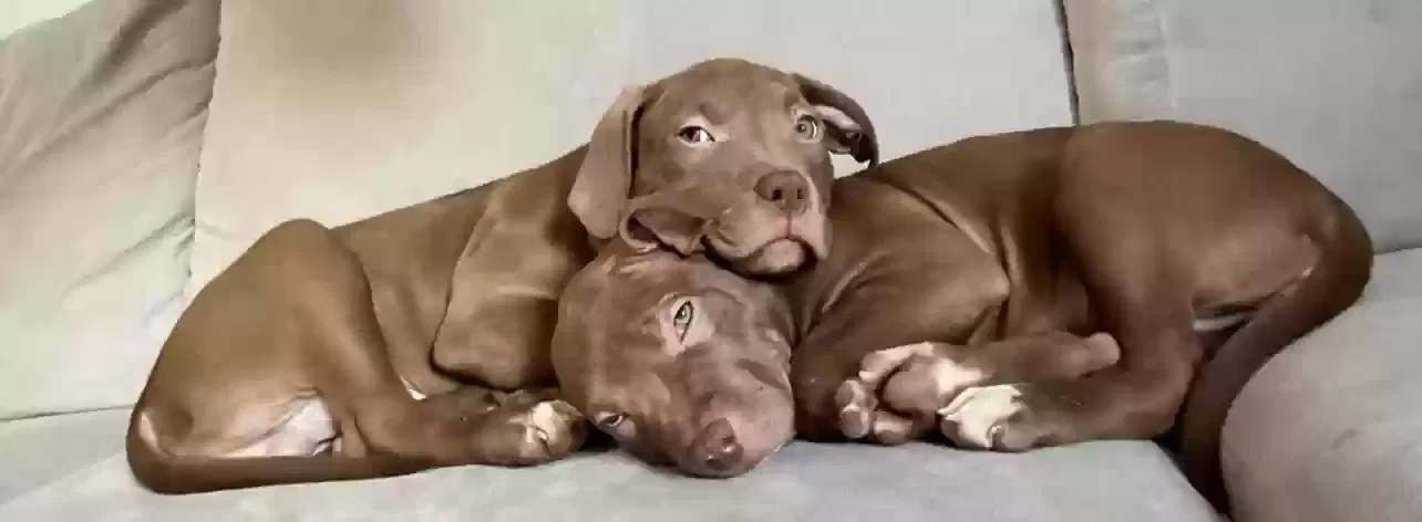 Willow and bear, Xl bully Dog for adoption in Coventry, England