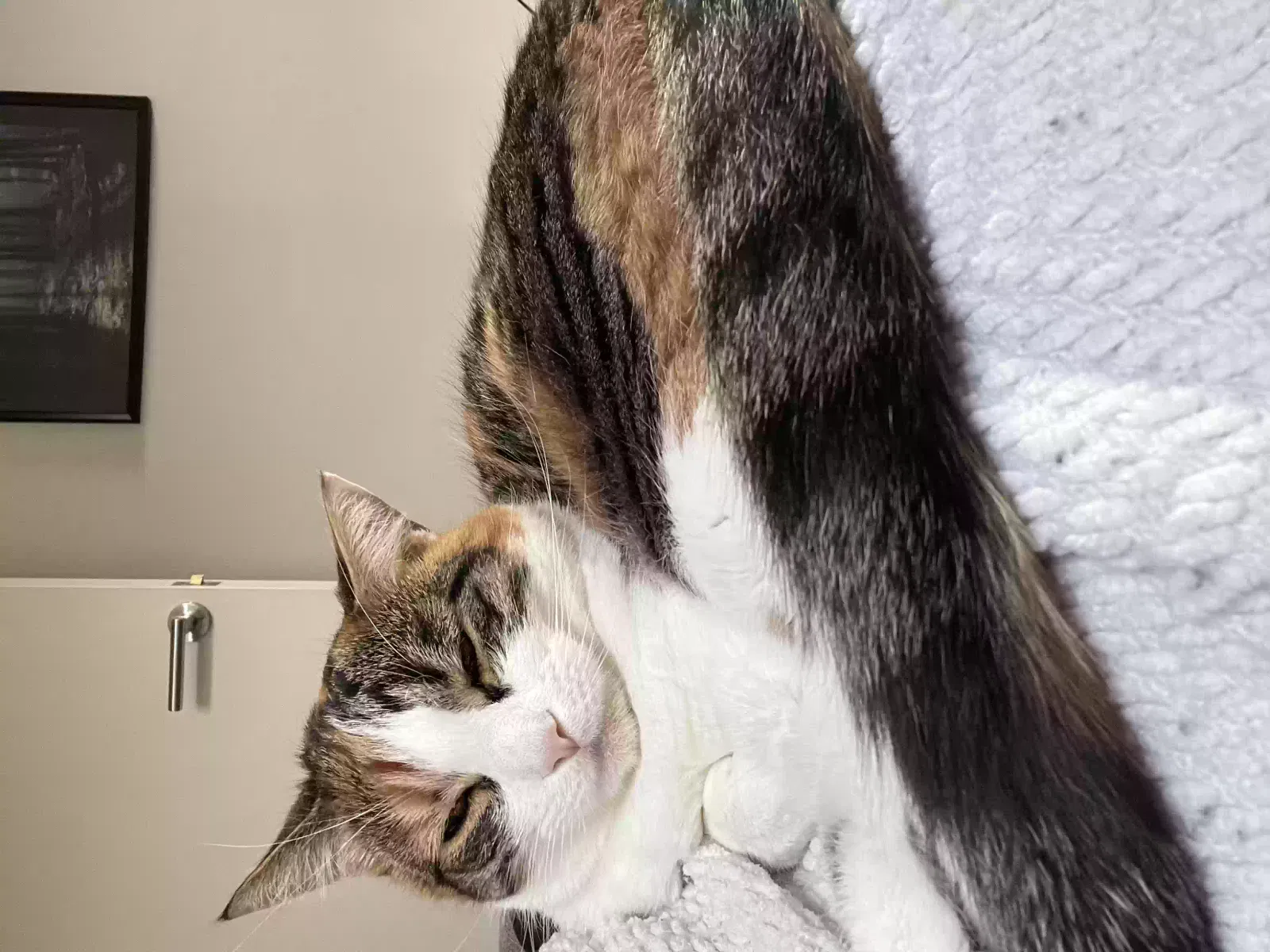 Athena, Calico Cat for adoption in London, England