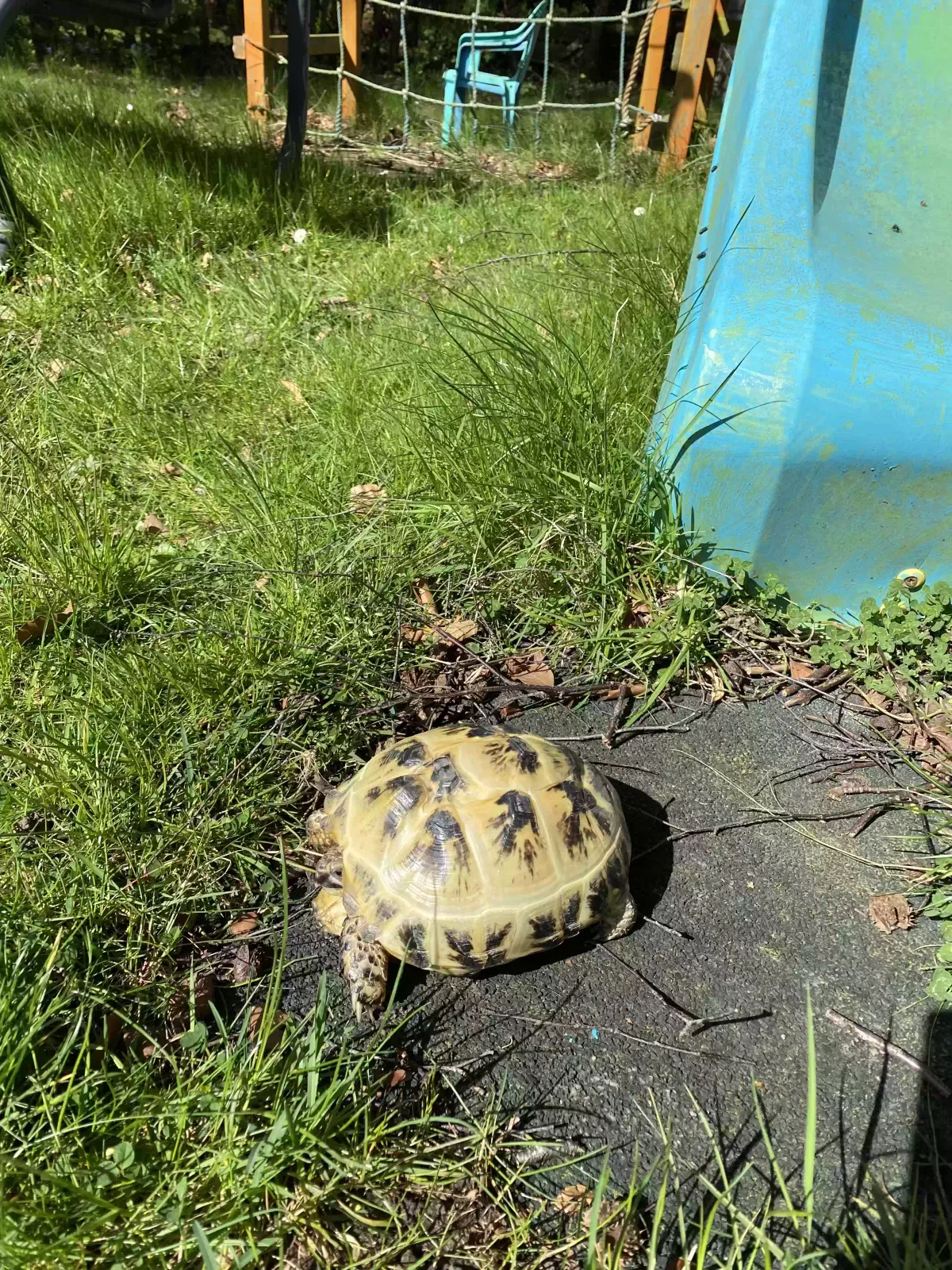 Jet, Tortoise Reptile for adoption in Newcastle Upon Tyne, England