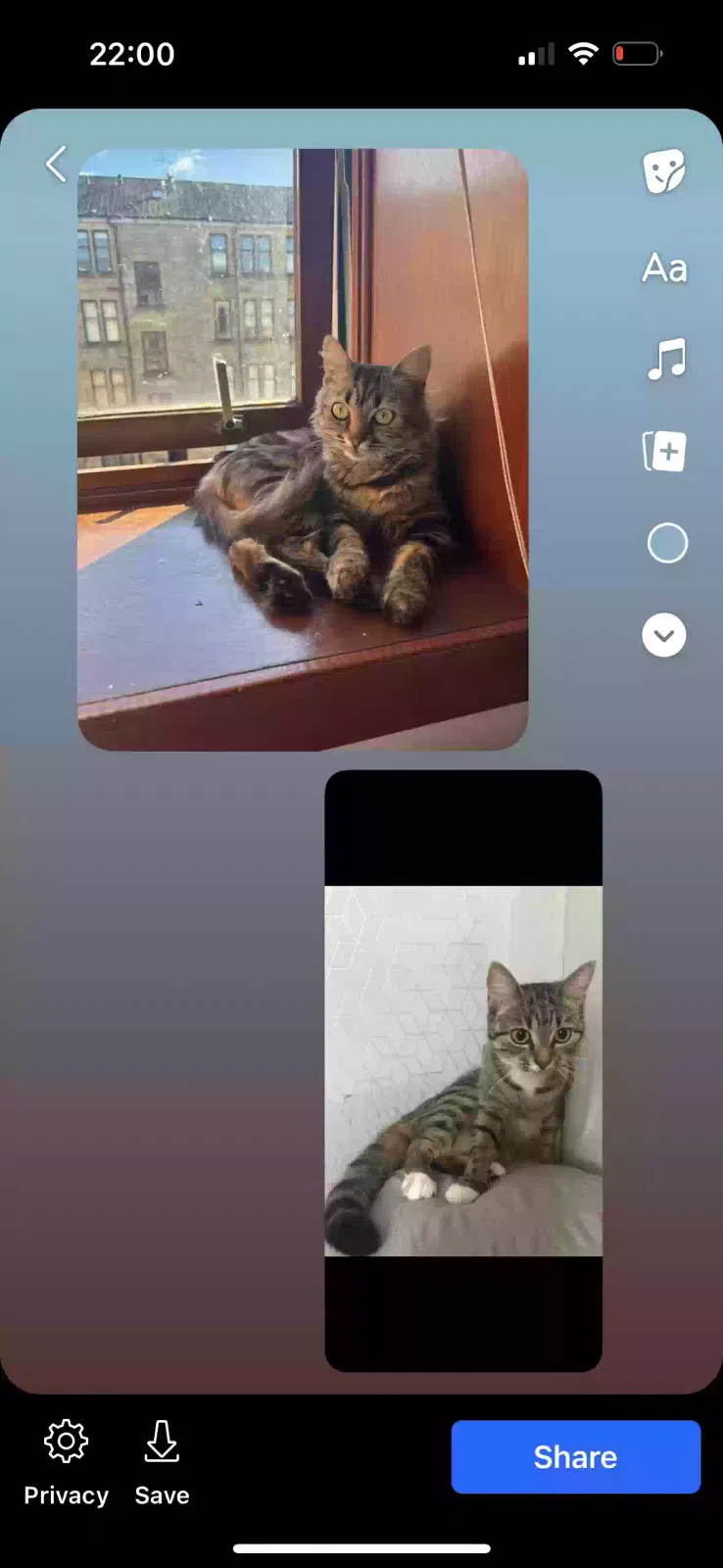 Bella and twinkle, Unknown Cat for adoption in Glasgow, Scotland
