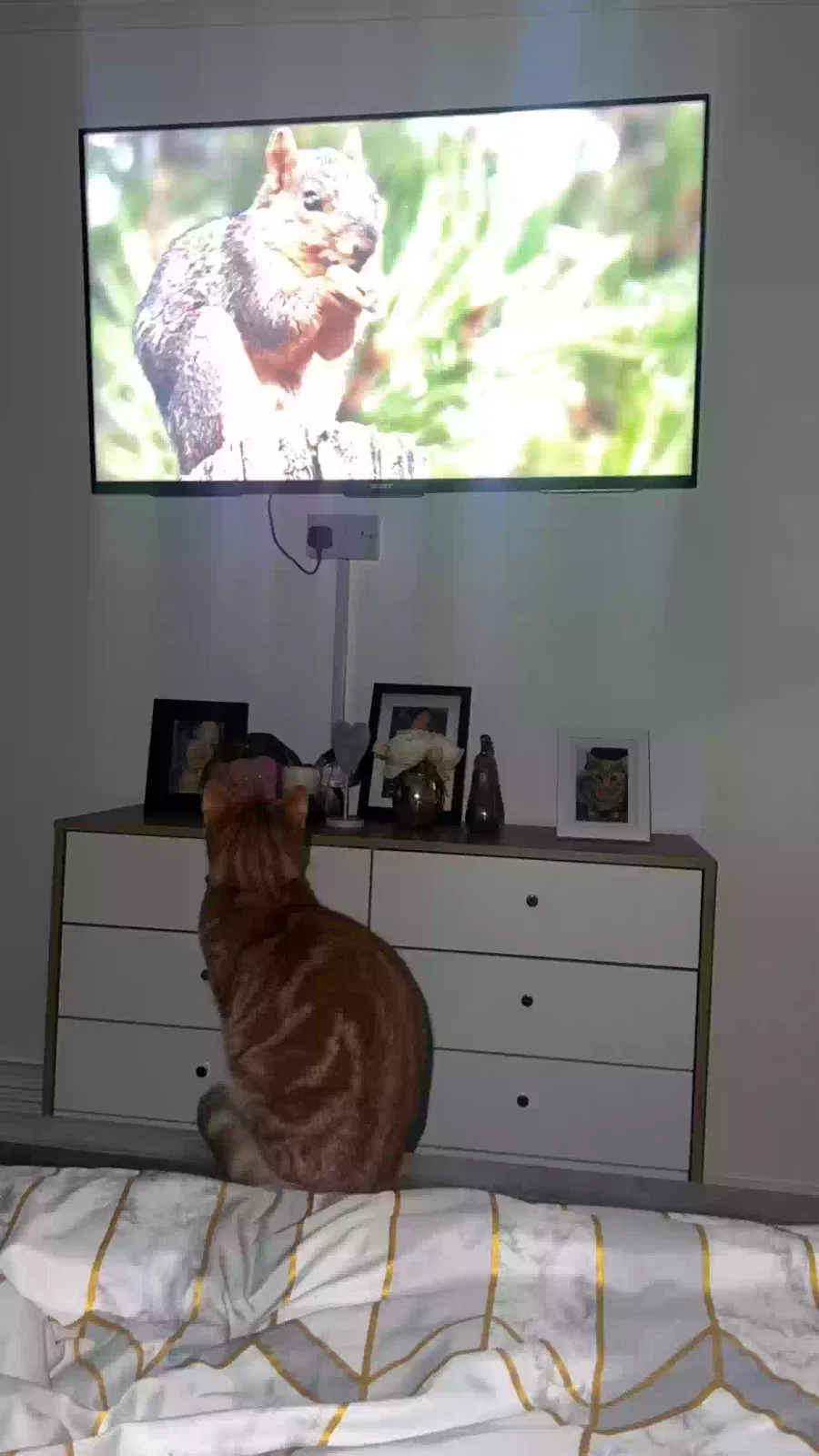 Luna, Ginger Cat for adoption in Stoke-On-Trent, England