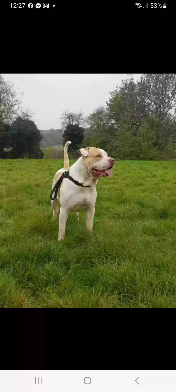 Zues, Alapha bulldog Dog for adoption in Sheffield, England