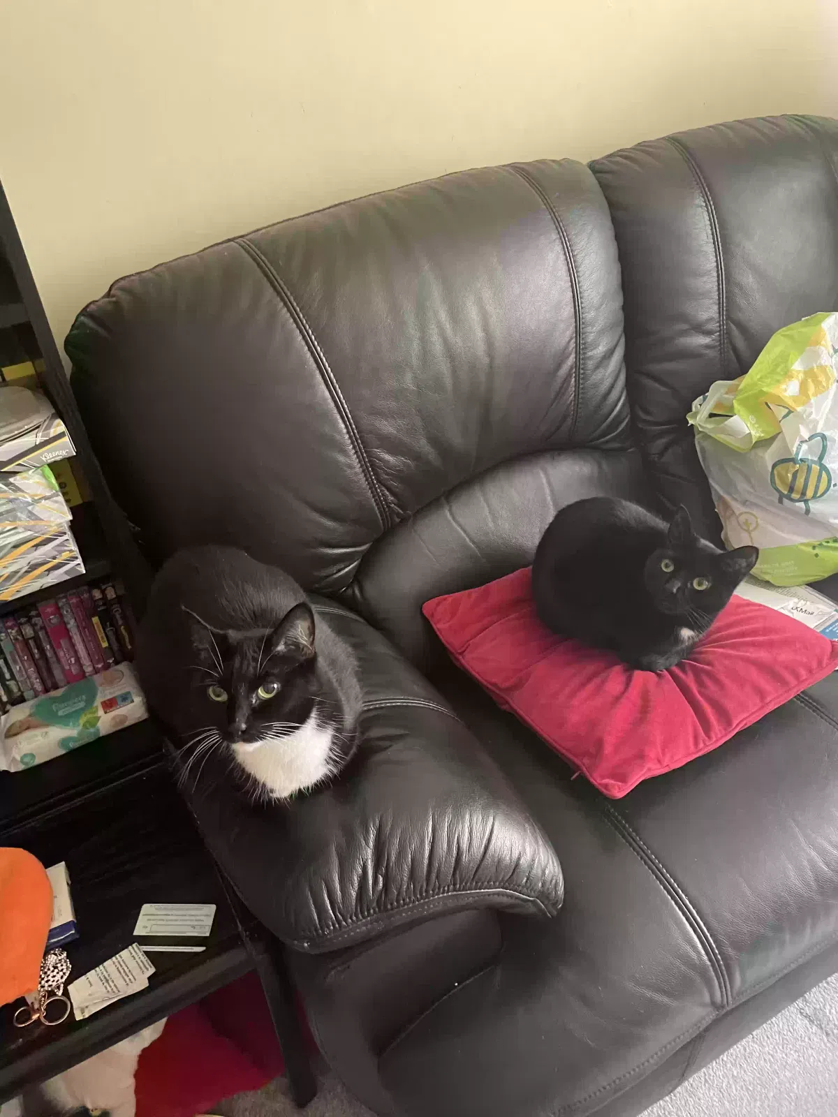 Cat, Unknown Cat for adoption in Canterbury, England