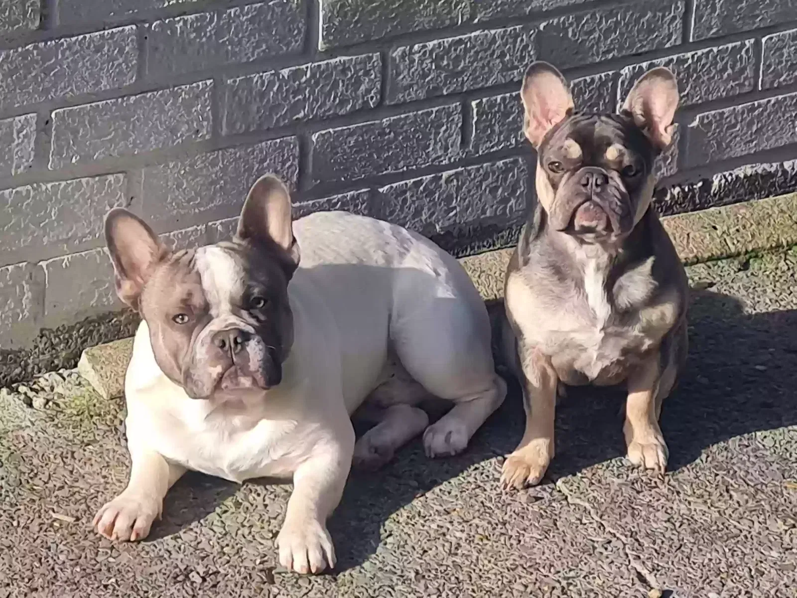 George, French Bulldog Dog for adoption in Cardiff, Wales