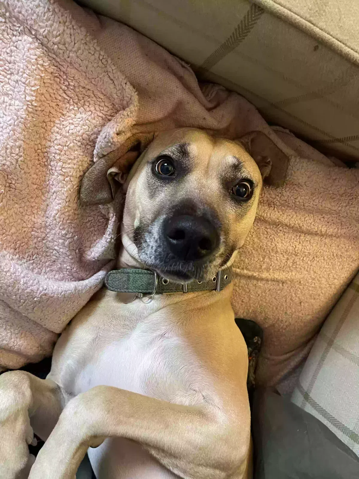 Dog, Mastiff x ? Dog for adoption in Canterbury, England
