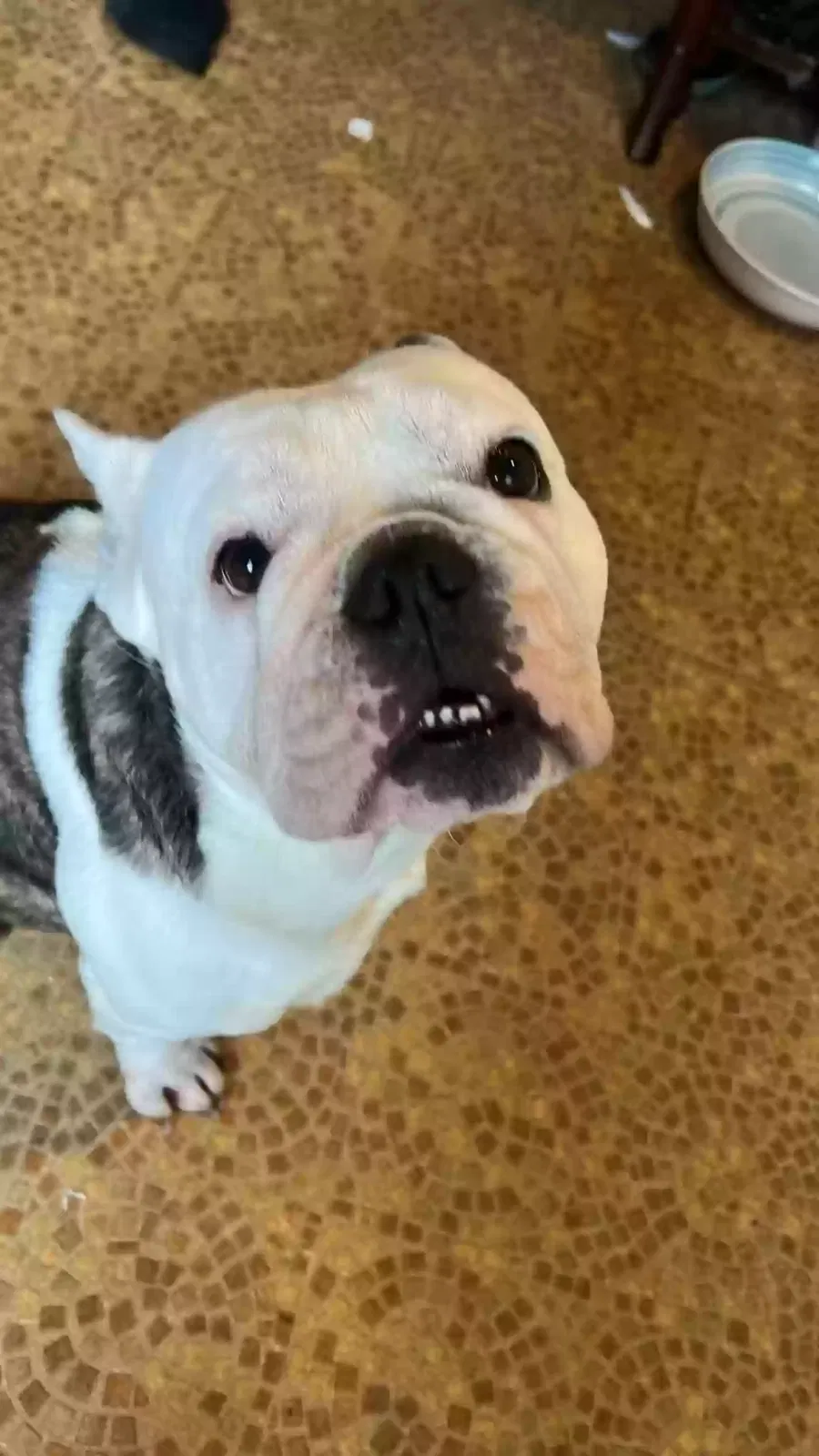 Harley, Unknown Dog for adoption in Manchester, England