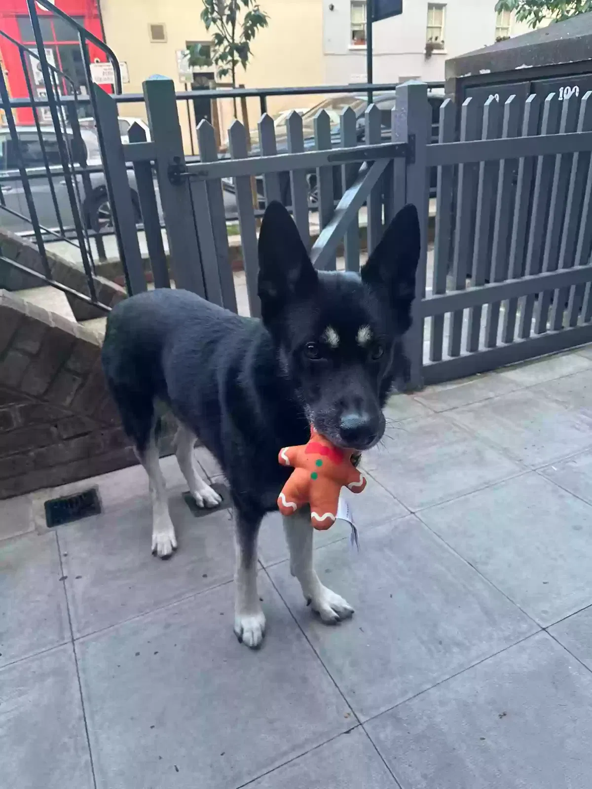 Lockie, German shepherd/husky Dog for adoption in London, England