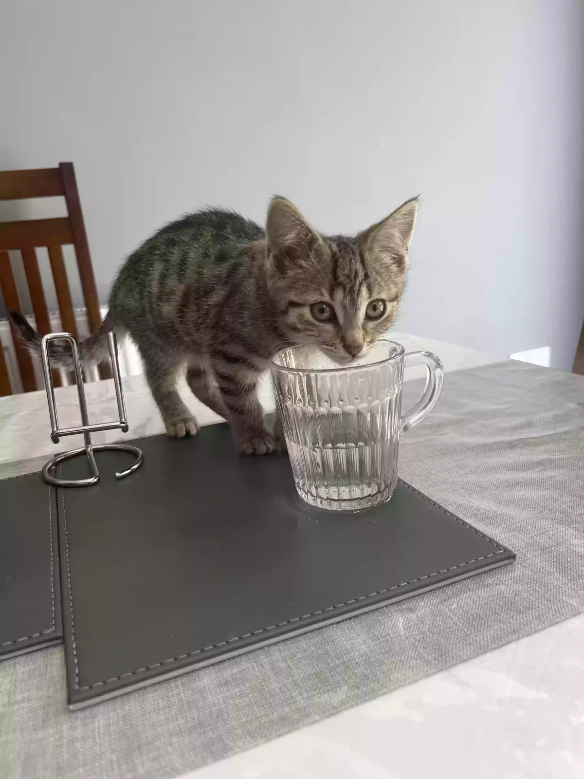 Nyla, Tabby Cat for adoption in London, England
