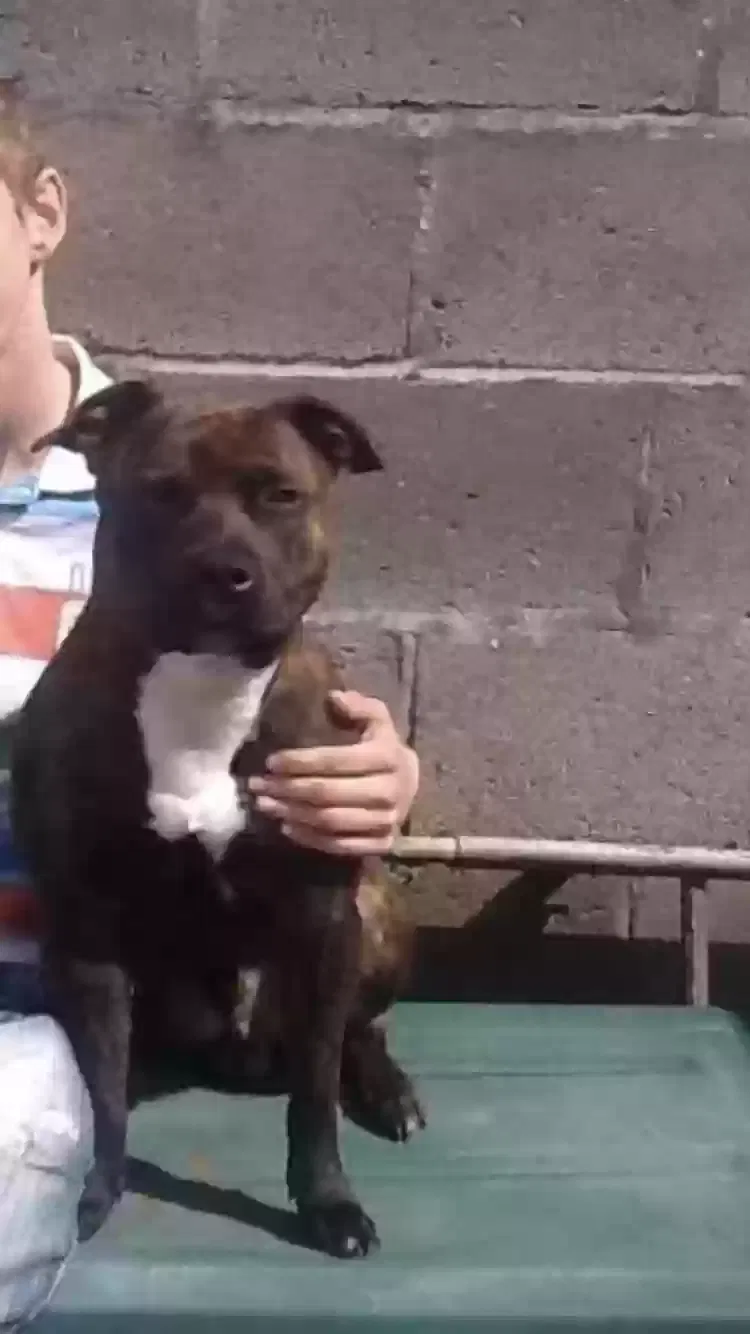 Dog, Staff Dog for adoption in Bristol, England
