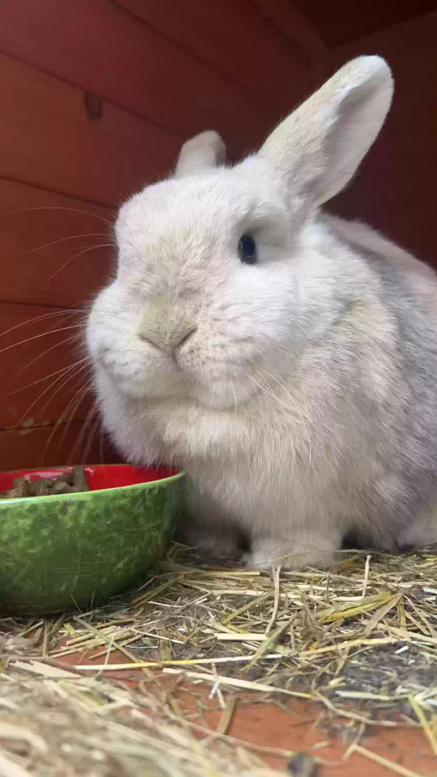 Honey, Mini lop Pet for adoption in London, England