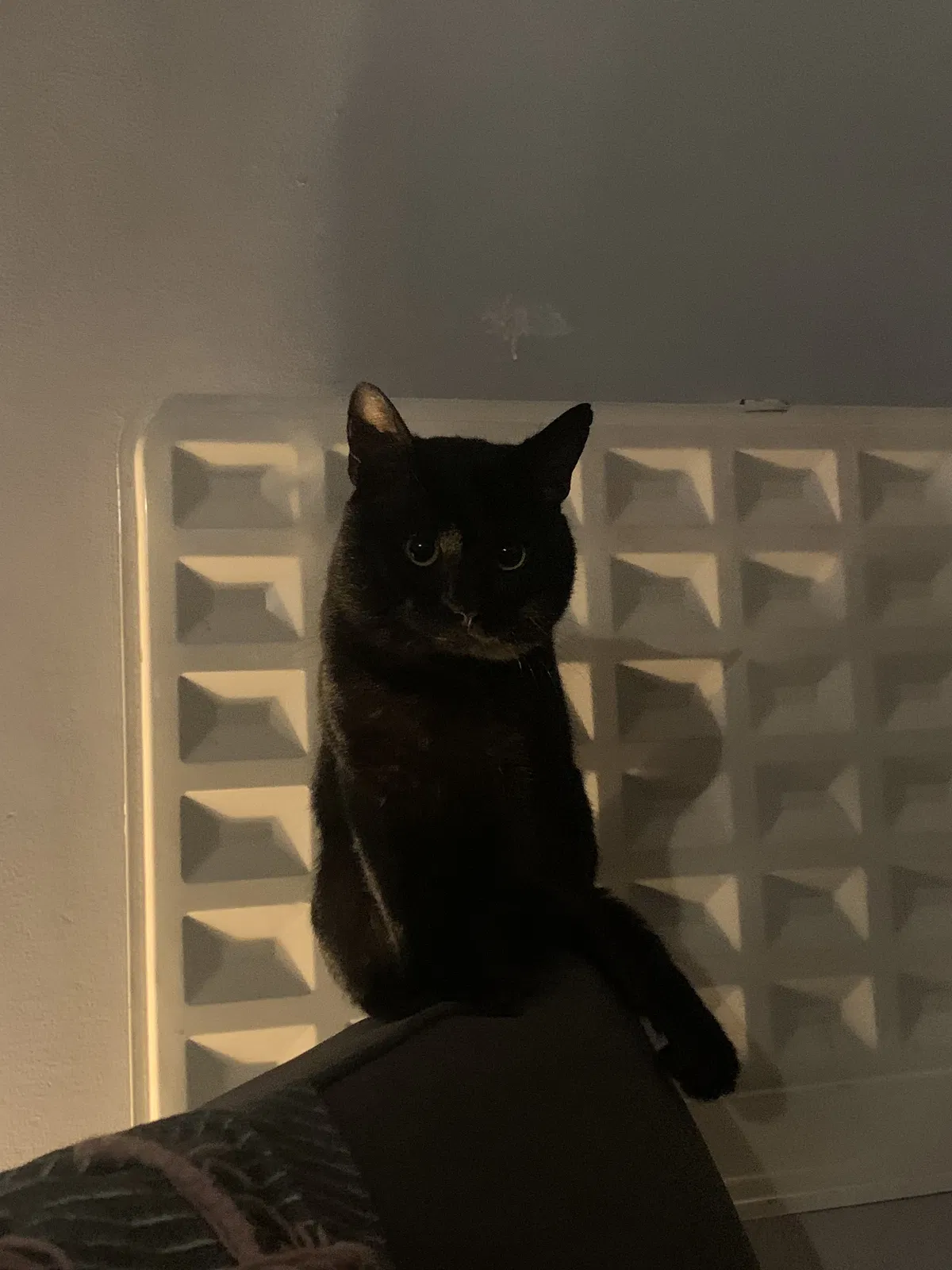 Pear, Bombay Cat for adoption in London, England