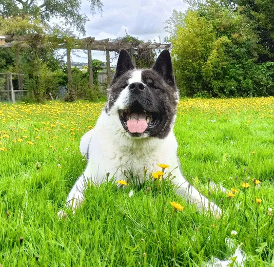Hugo, american akita Dog for adoption in London, England