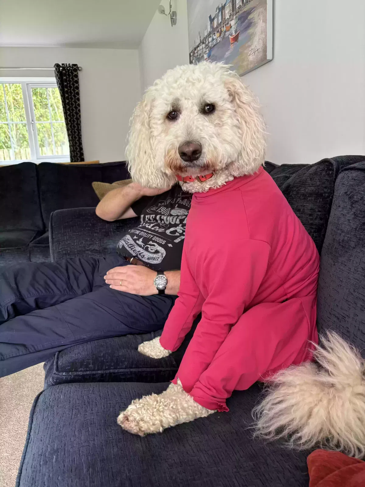 Skye, Goldendoodle Dog for adoption in Glasgow, Scotland