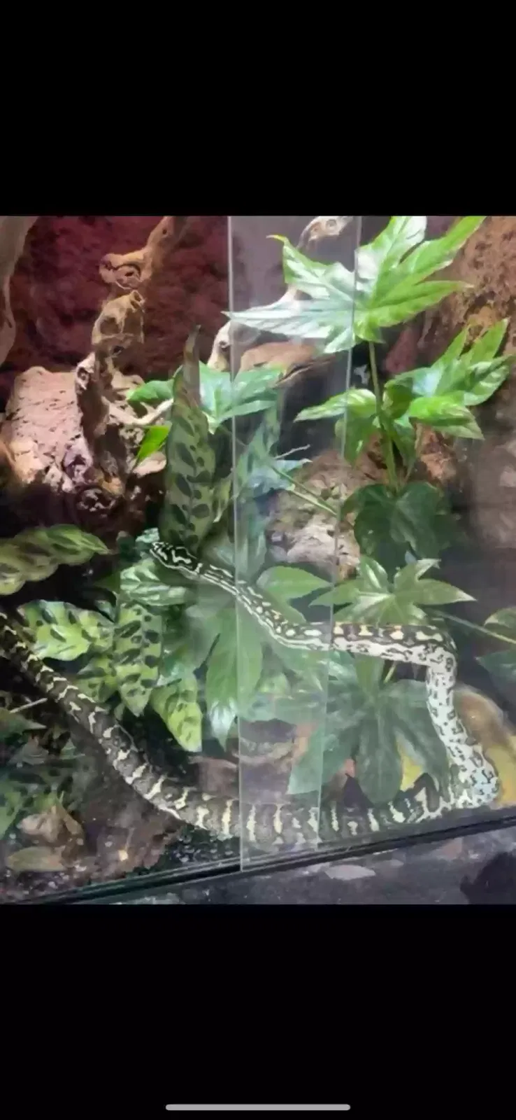 Steve, Jungle carpet python Reptile for adoption in Sunderland, England