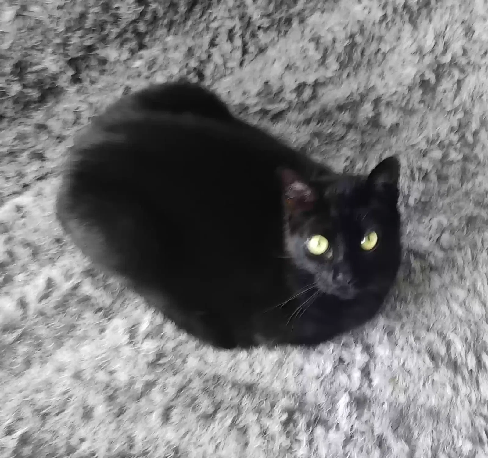 Freddie, DSH Black Cat for adoption in Southampton, England