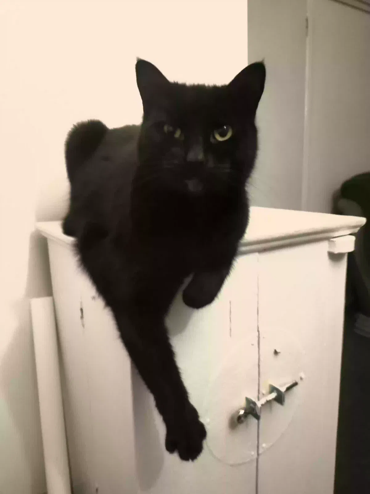 Millie, DSH black Cat for adoption in Southampton, England
