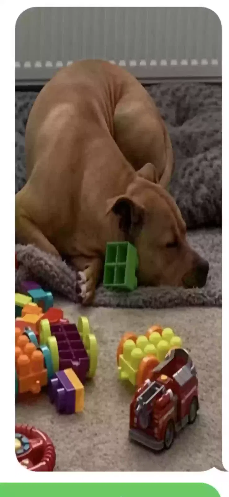 Nemi, Unknown Dog for adoption in Glasgow, Scotland