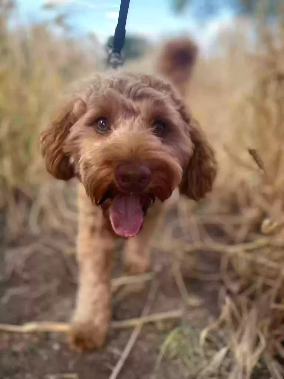 Freddie, Cockapoo Dog for adoption in Worcester, England