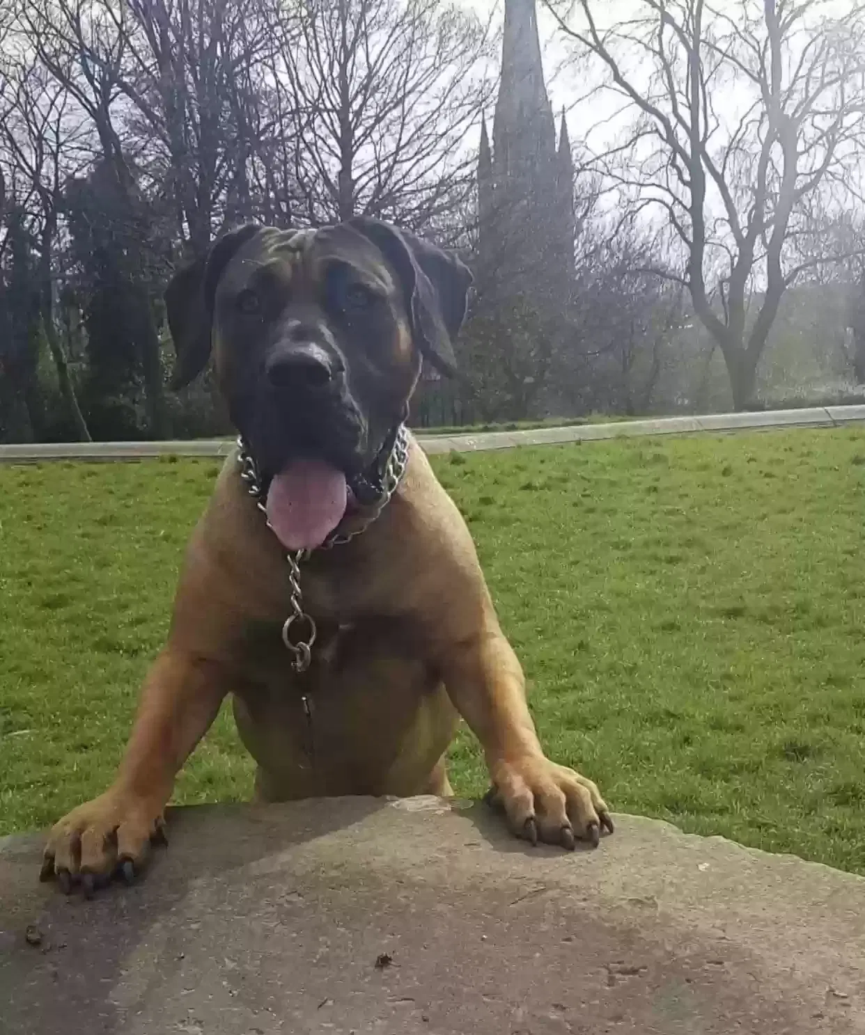 Luna, Presa canerio Dog for adoption in Leeds, England