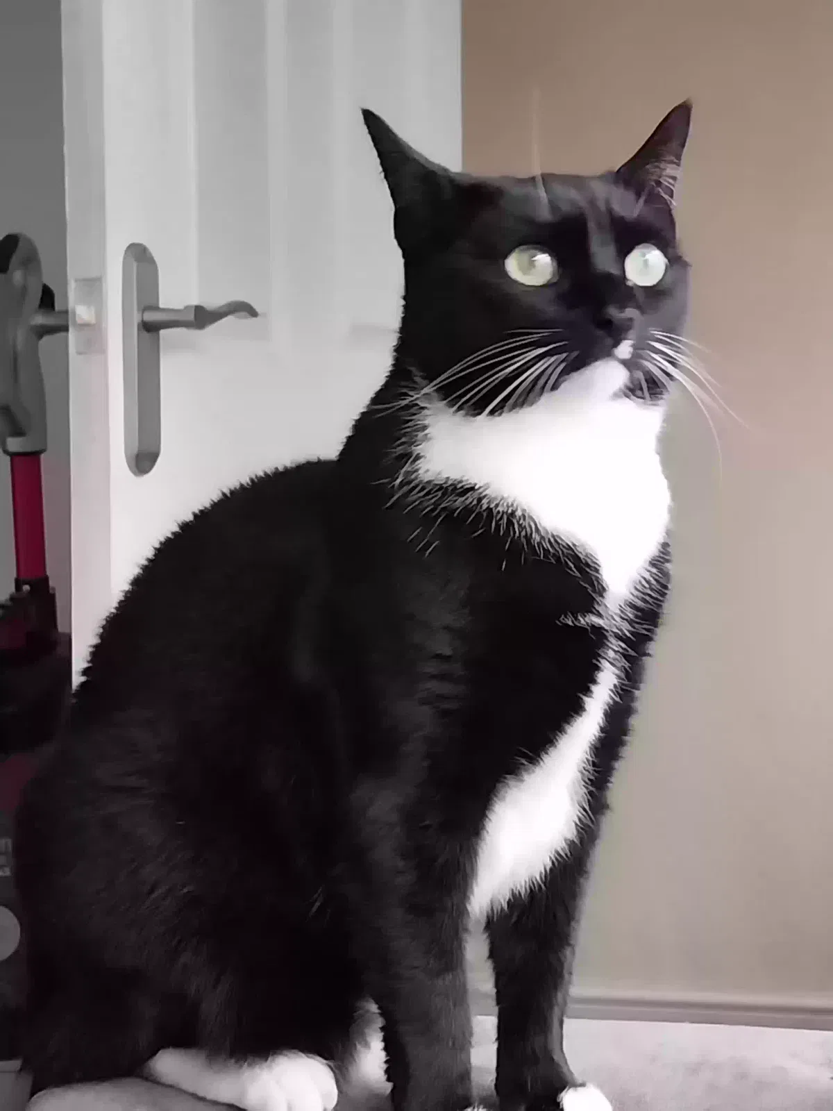 Cat, Unknown Cat for adoption in Stoke-On-Trent, England