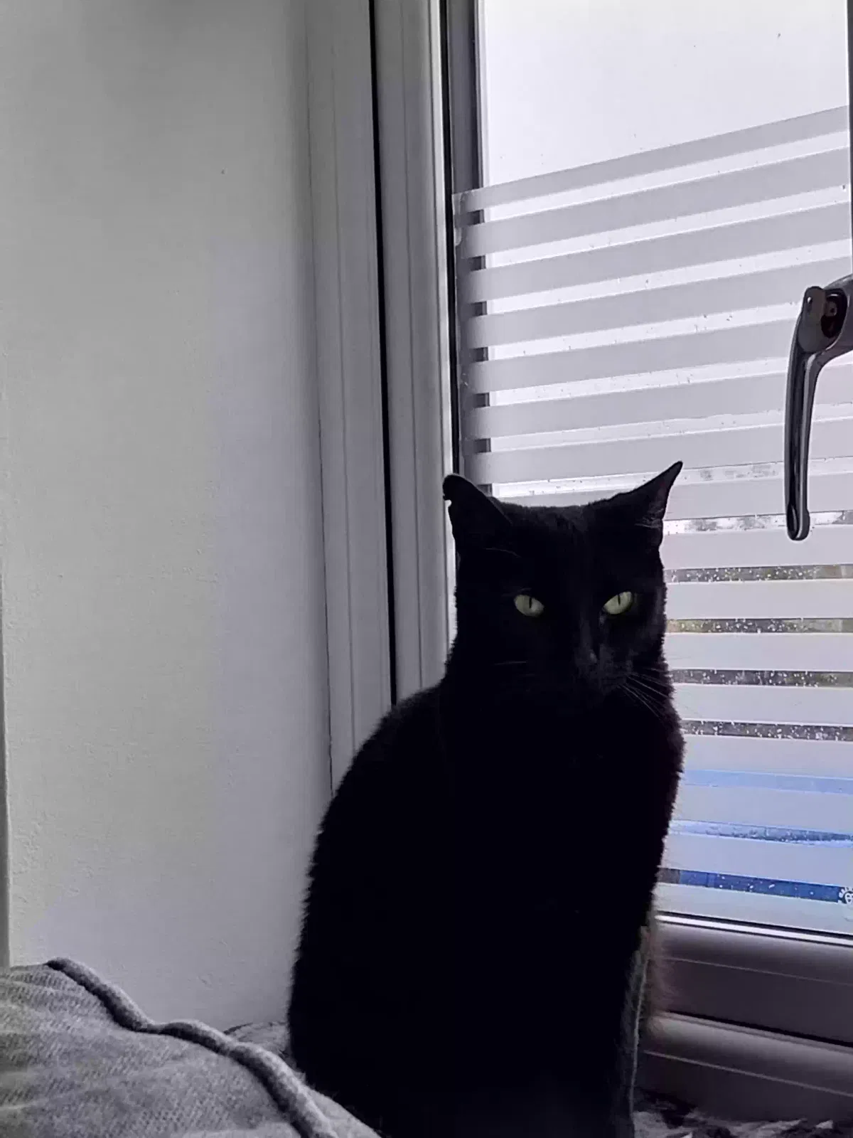 Odin, Unknown Cat for adoption in Stoke-On-Trent, England