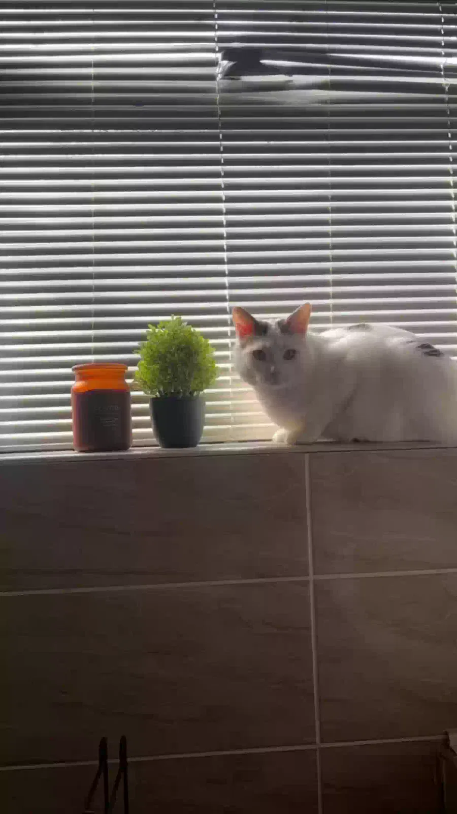 Kiko, Mongrel Cat for adoption in Stoke-On-Trent, England