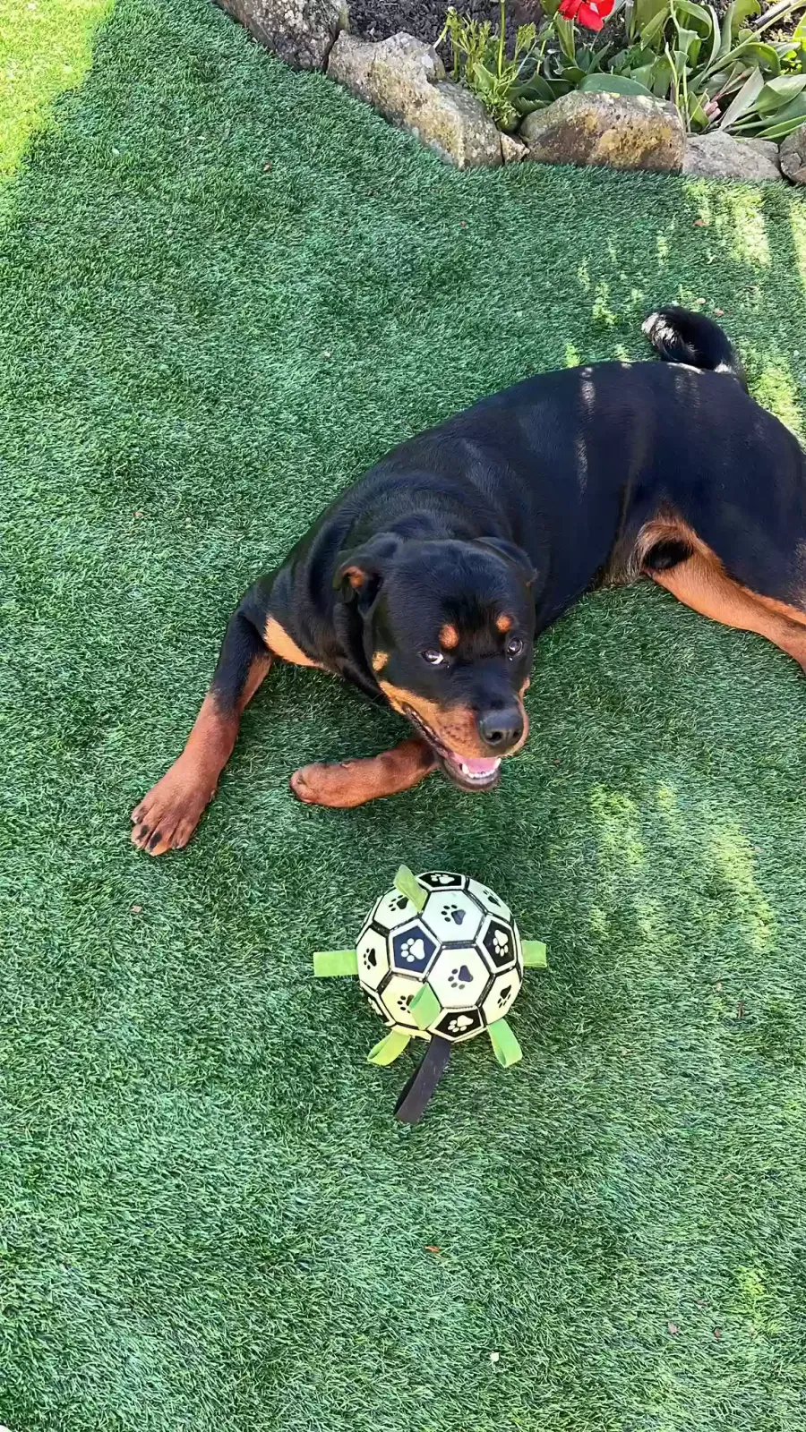 Malcom, Rottweiler Dog for adoption in Wakefield, England