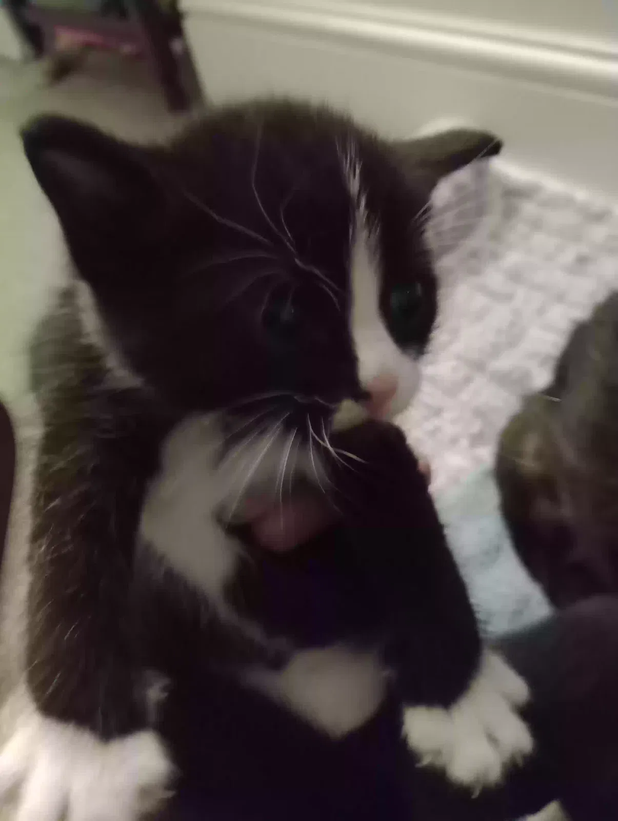 Junior, Kitten Cat for adoption in Stoke-On-Trent, England