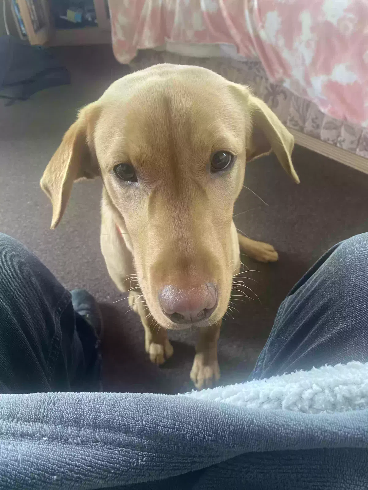 Archie, Fox red Labrador Dog for adoption in Edinburgh, Scotland