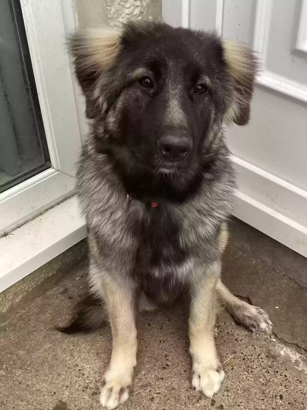 Bear, caucisian shepherd/ german shepherd Dog for adoption in Belfast, Northern Ireland