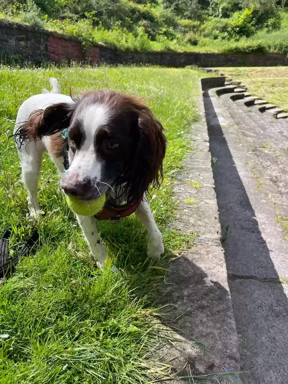 Buddy, Springer spaniel Dog for adoption in Glasgow, Scotland