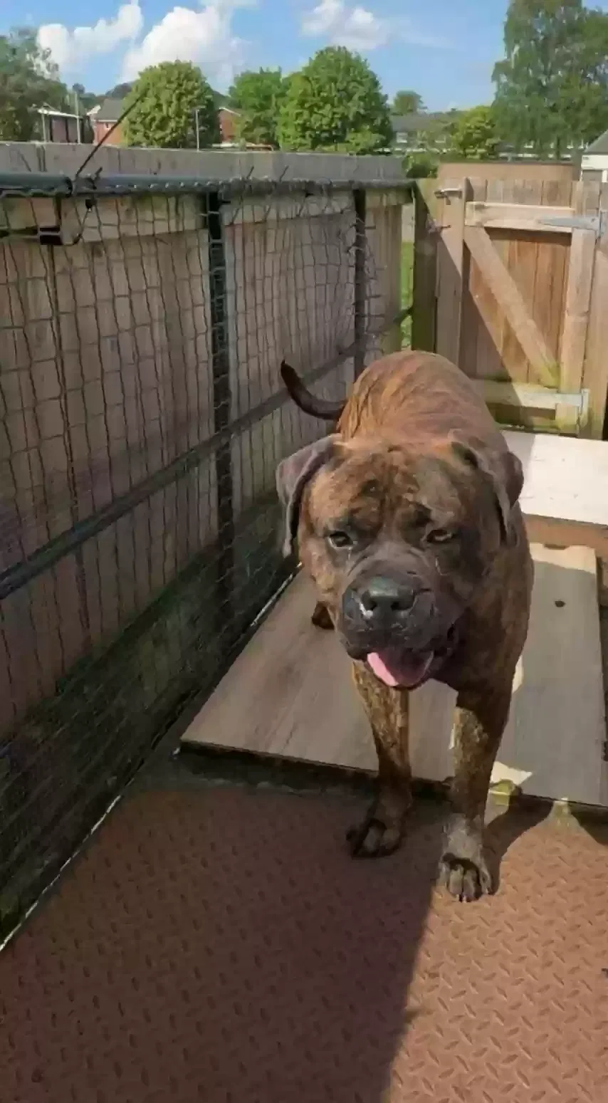Milo, Bull mastiff Dog for adoption in Stoke-On-Trent, England