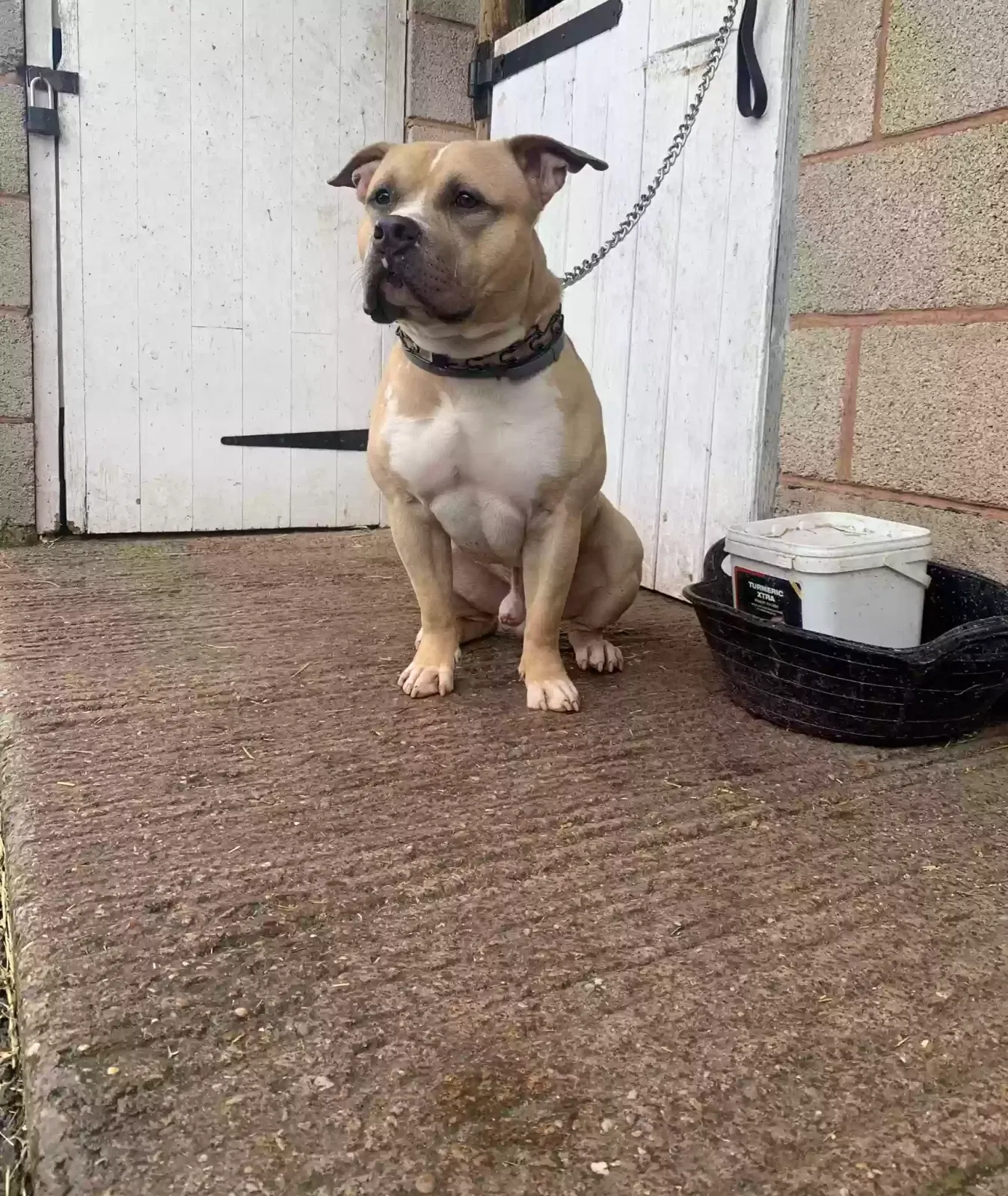 Rocko, American pocket bull dog Dog for adoption in Wolverhampton, England